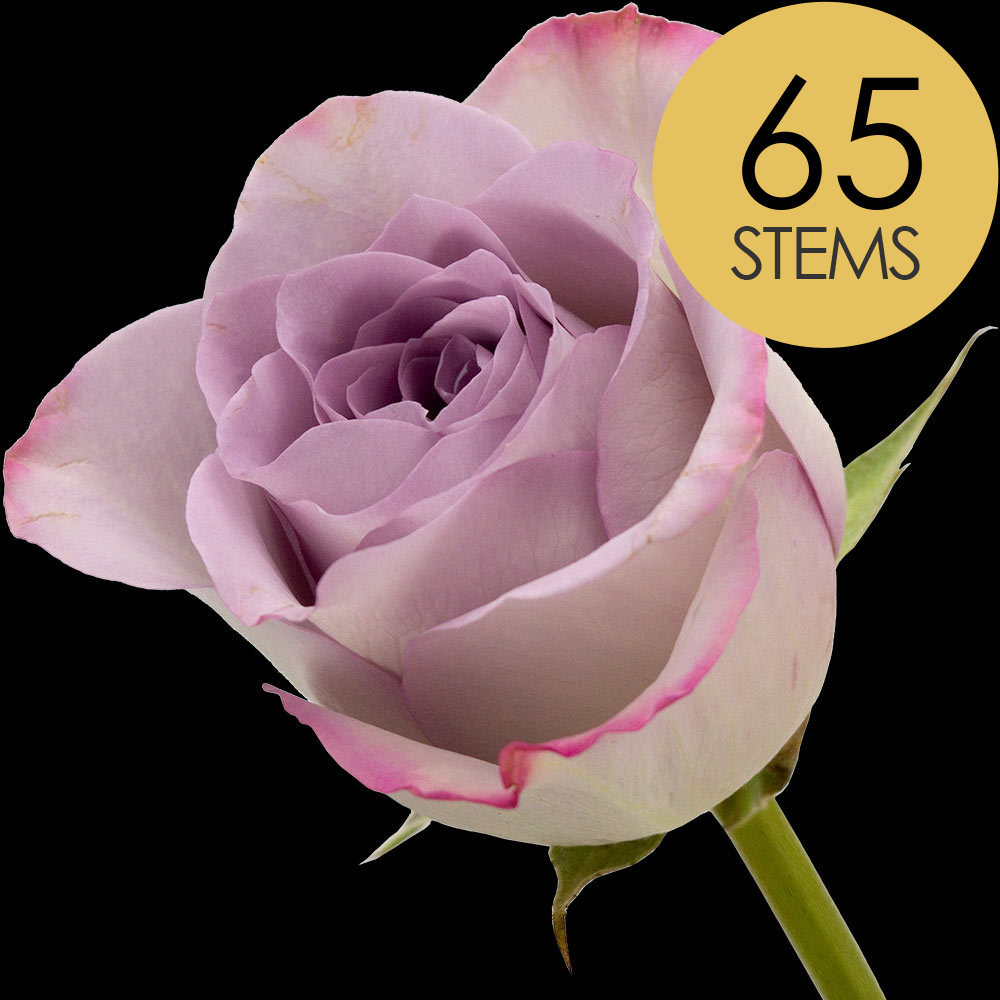 65 Lilac Roses