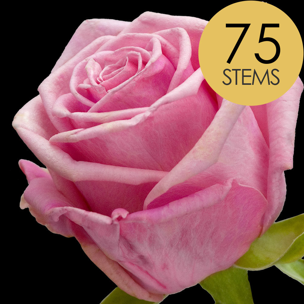 75 Pink Roses