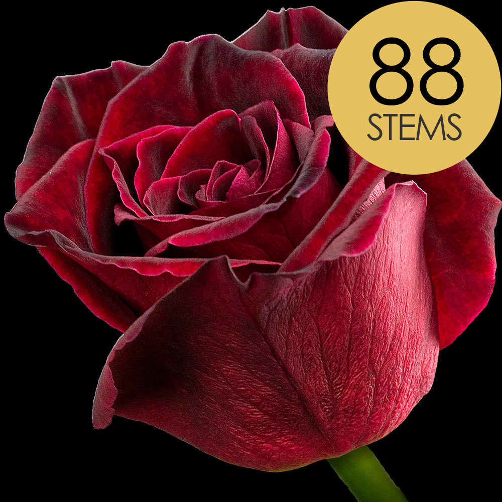 88 Black Baccara Roses