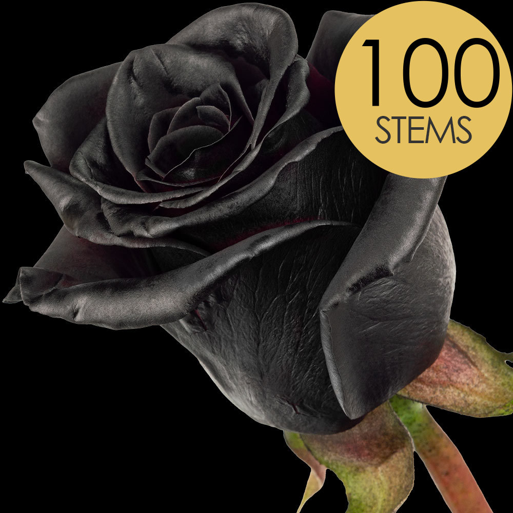 100 Black (Dyed) Roses