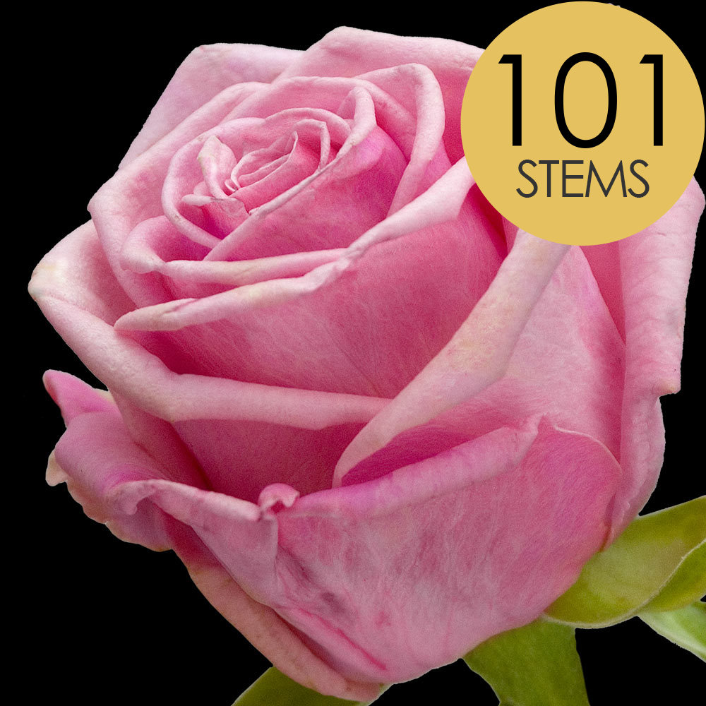 101 Pink Roses