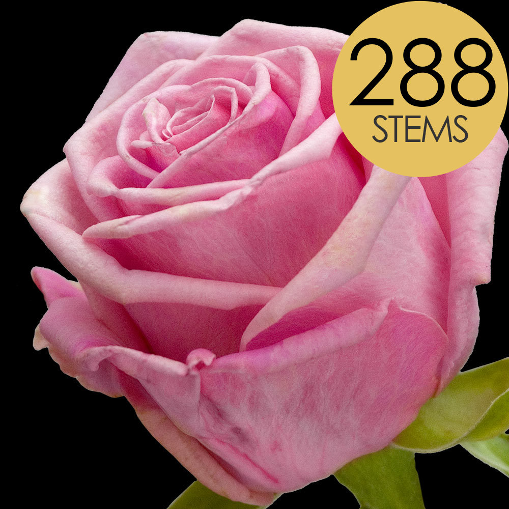 288 Bulk Pink Roses