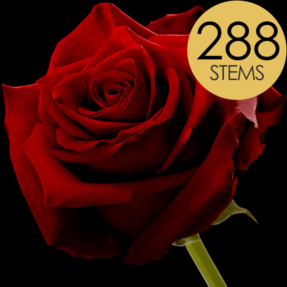 288 Bulk Red (Naomi) Roses