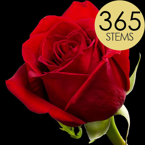 Red Roses Wholesale Uk