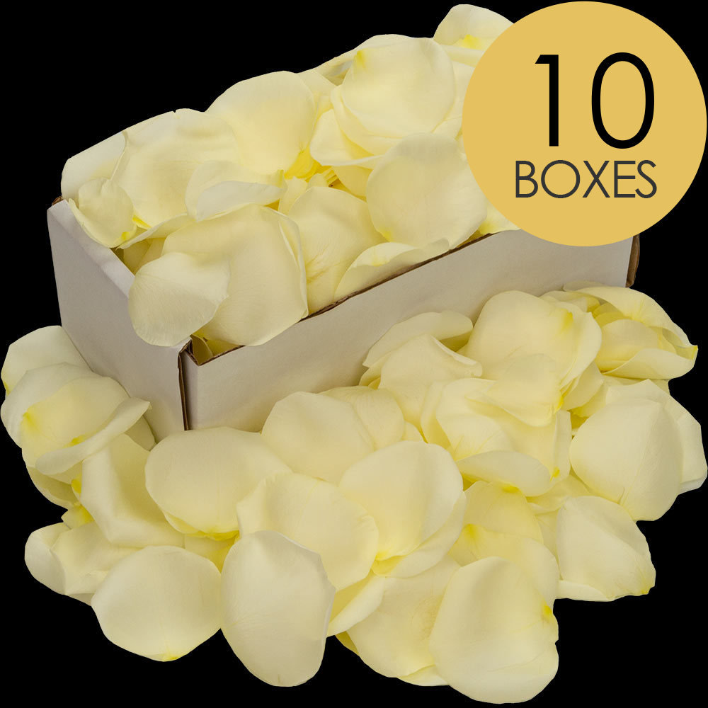 10 Boxes of White (Avalanche) Rose Petals