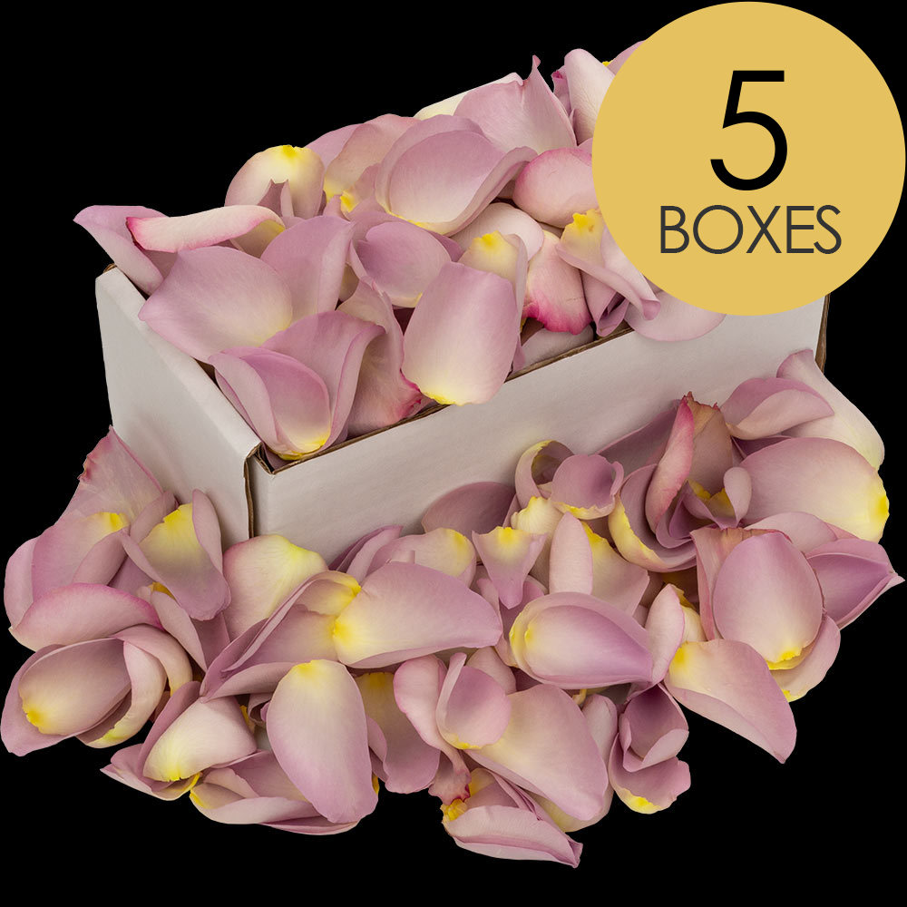 5 Boxes of Lilac Rose Petals