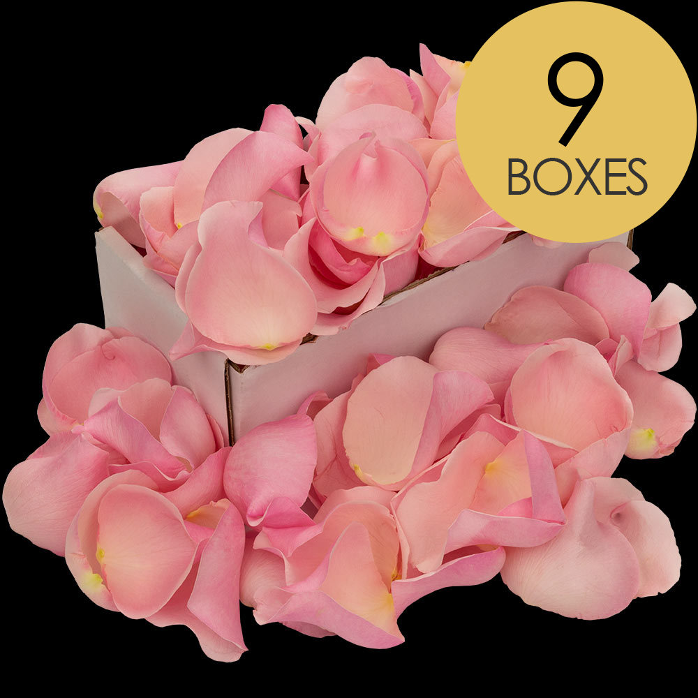 9 Boxes of Pink Rose Petals