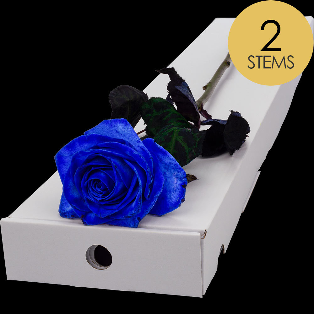 2 Letterbox Blue (Dyed) Roses