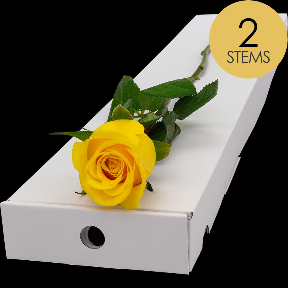 2 Letterbox Yellow Roses