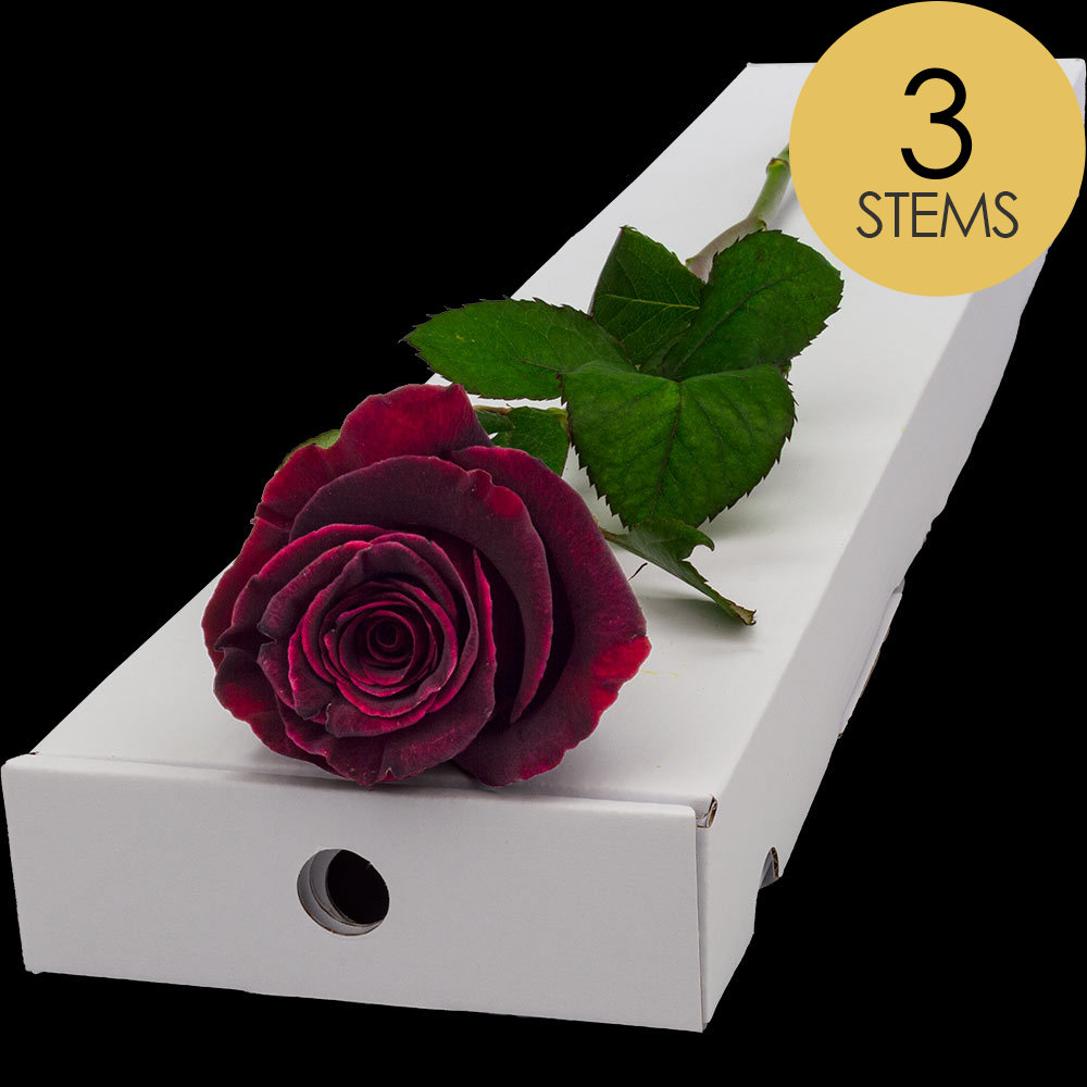 3 Letterbox Black Baccara Roses
