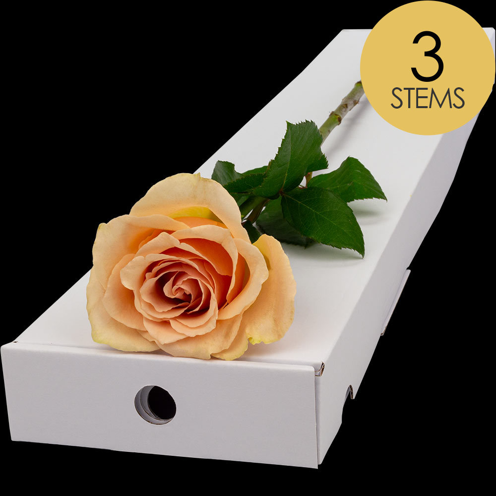 3 Letterbox Peach Roses