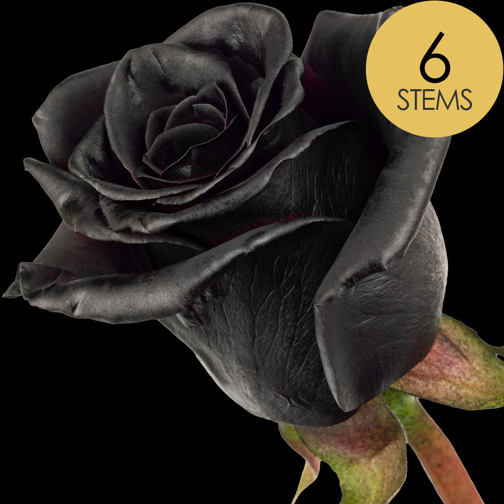 6 Black (Painted) Roses