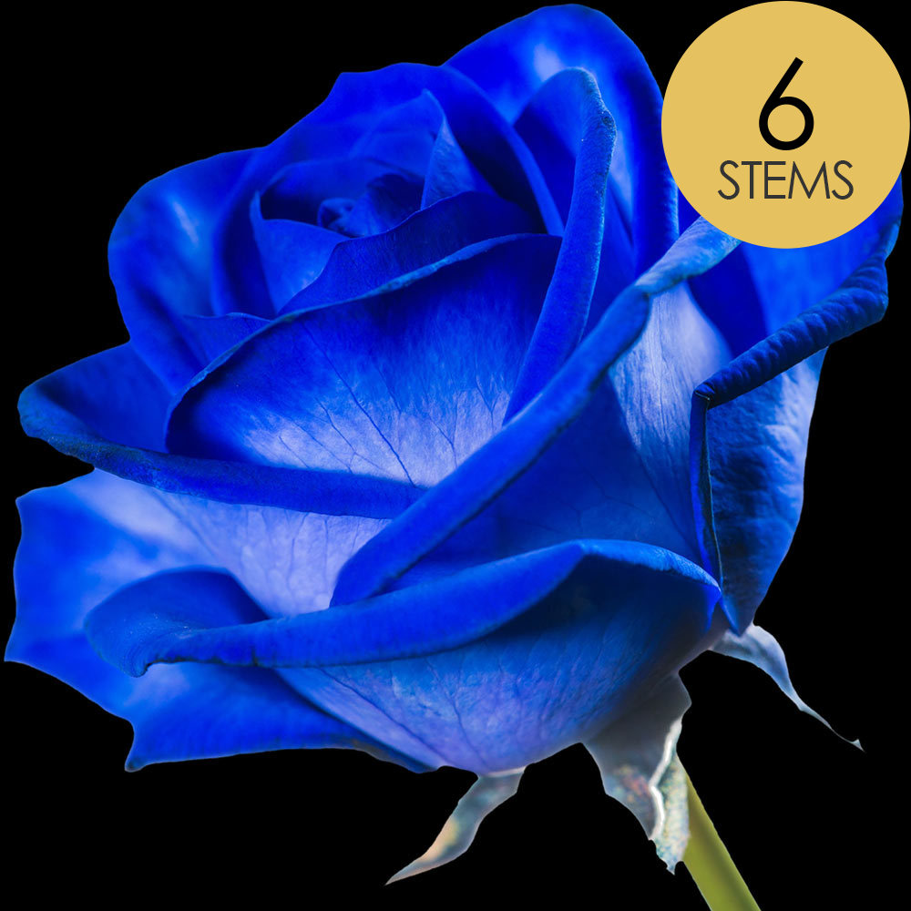Buy 6 Blue (Dyed) Roses interROSE