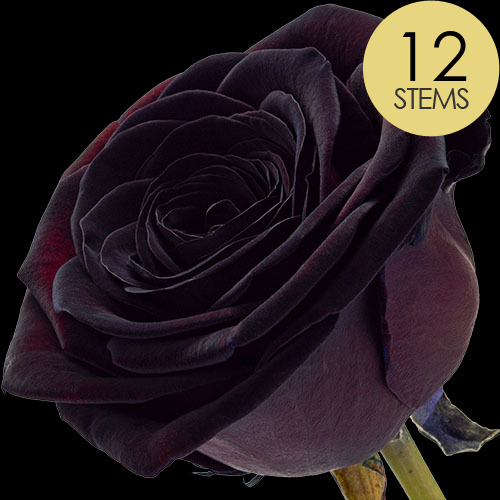 12 Black (Dyed) Roses