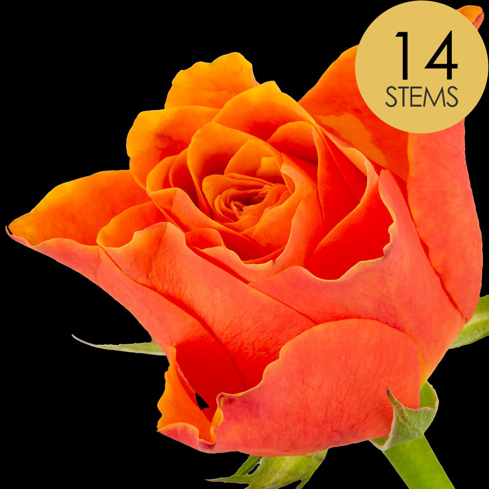 14 Orange Roses
