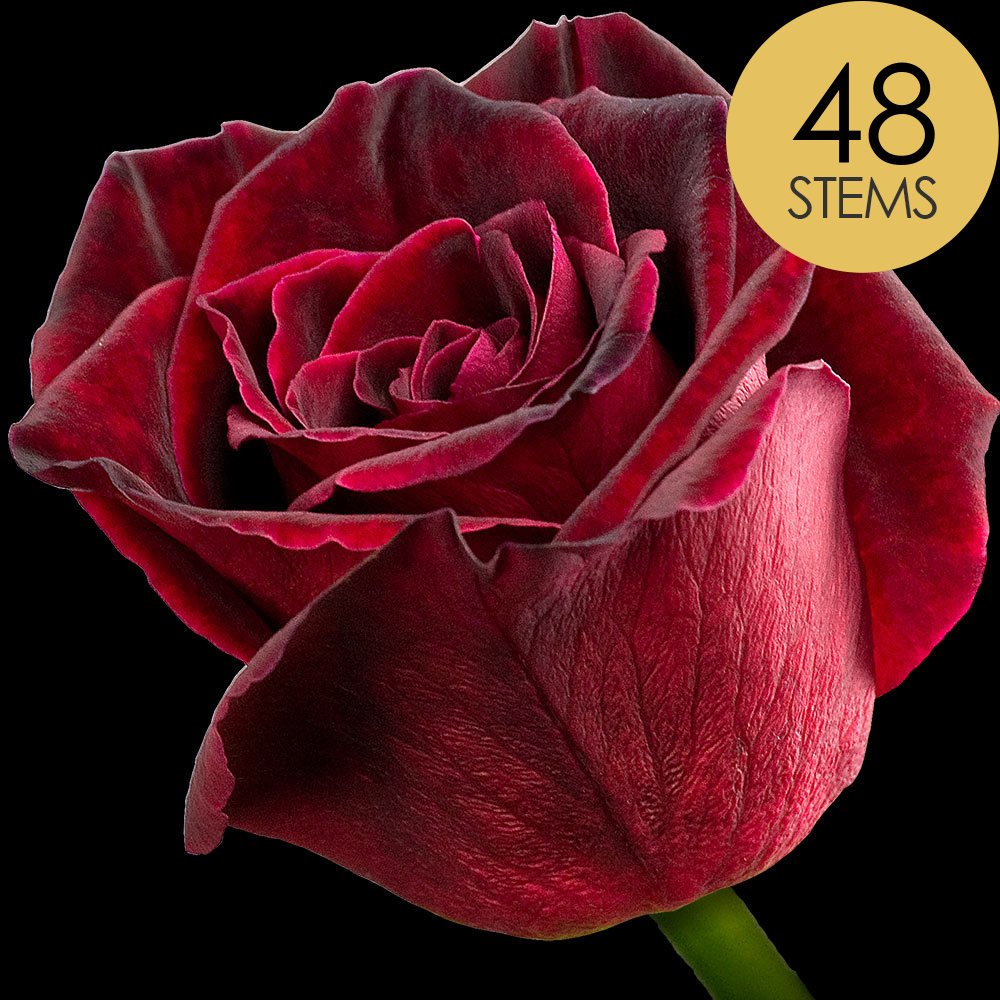 48 Black Baccara Roses