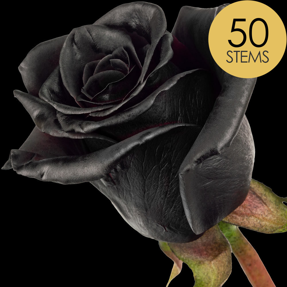 50 Black (Painted) Roses