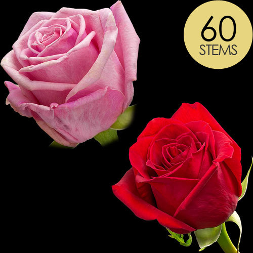 60 Red and Pink Roses