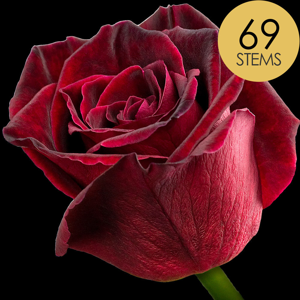 69 Black Baccara Roses