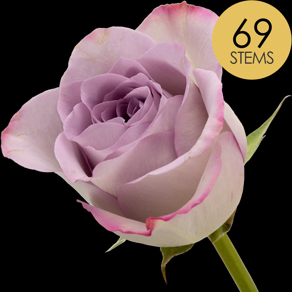 69 Lilac Roses