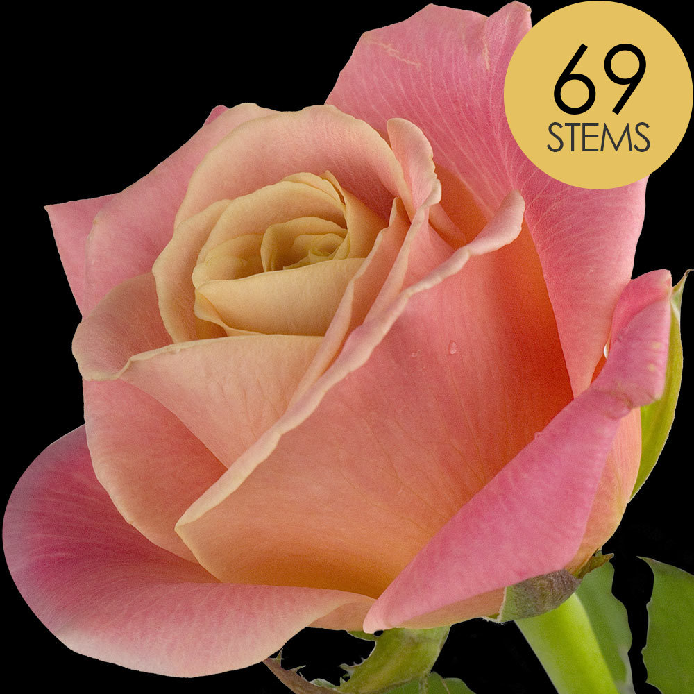 69 Peach Roses