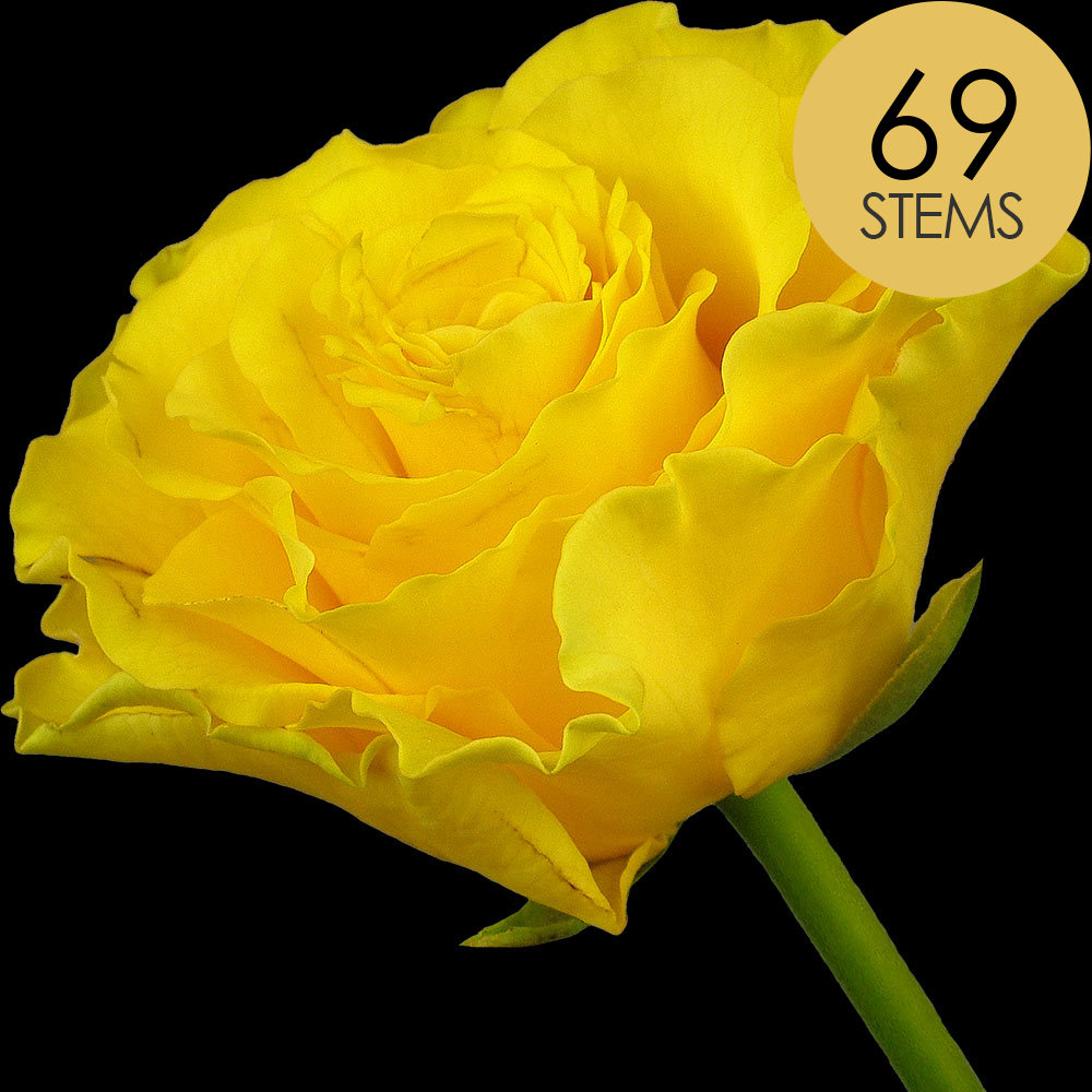 69 Yellow Roses