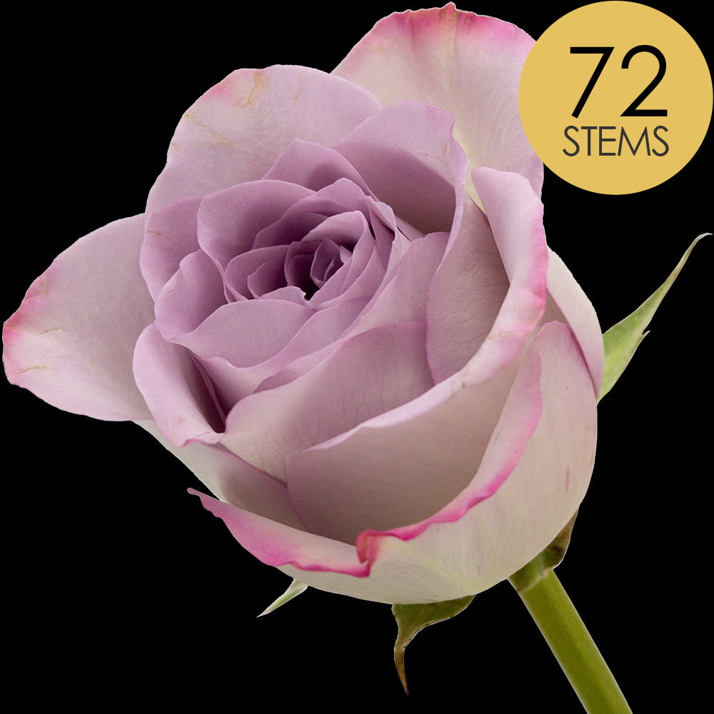 72 Lilac Roses