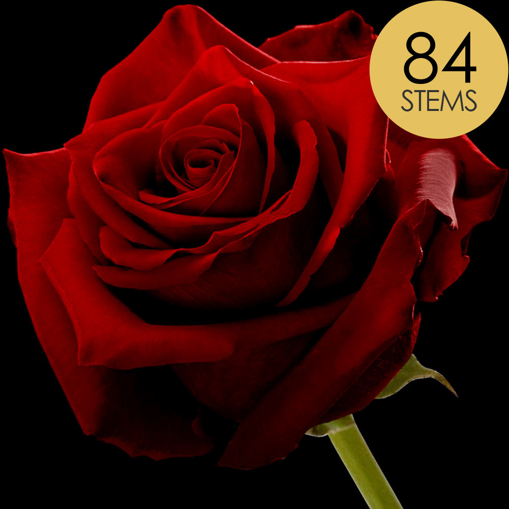 84 Red Naomi Roses