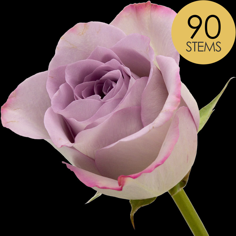 90 Lilac Roses