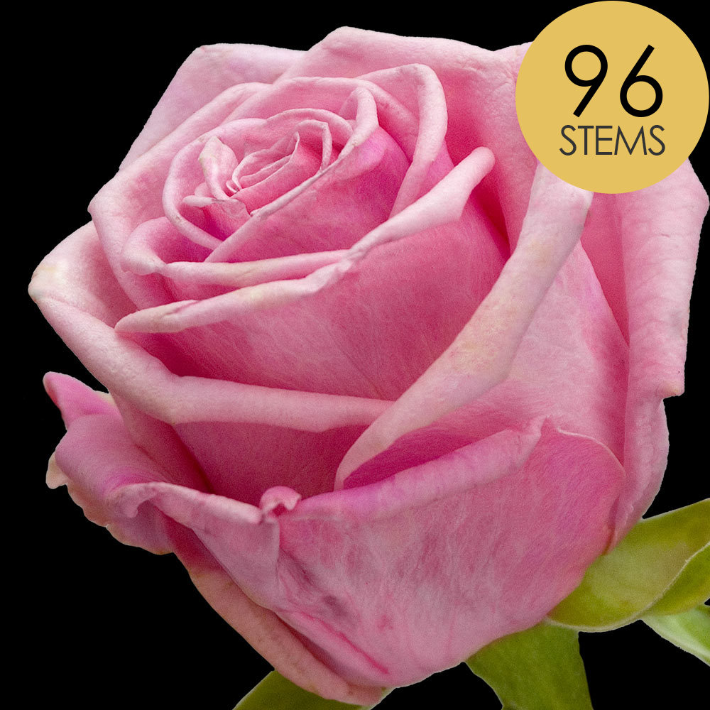 96 Pink Roses