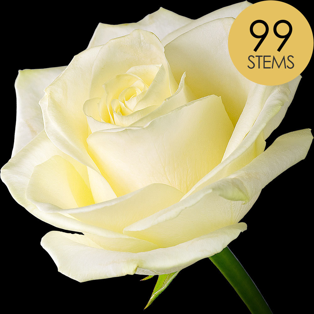 99 White (Avalanche) Roses