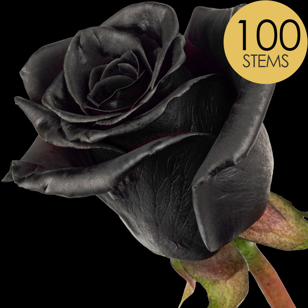 100 Black (Painted) Roses