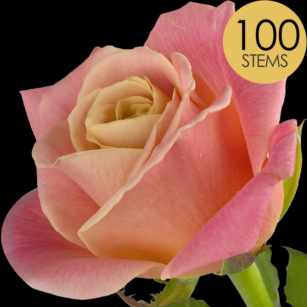 100 Peach Roses