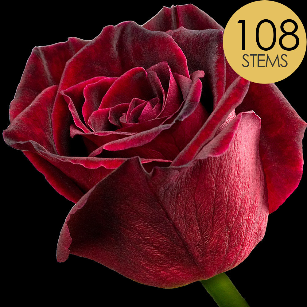 108 Black Baccara Roses