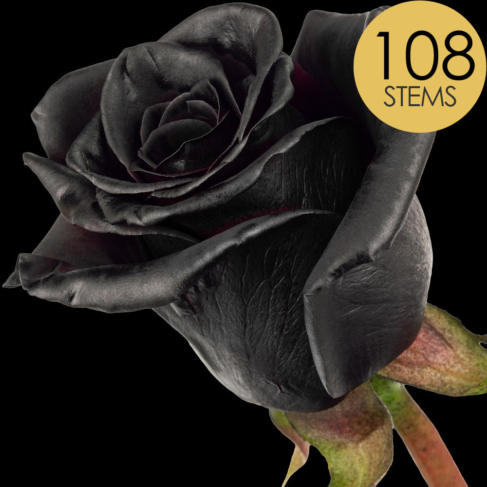 108 Black (Painted) Roses