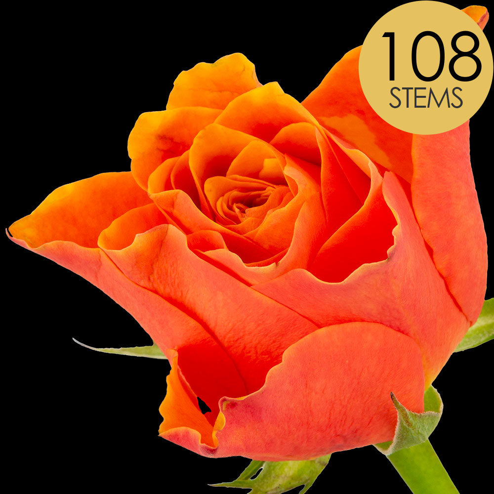108 Orange Roses