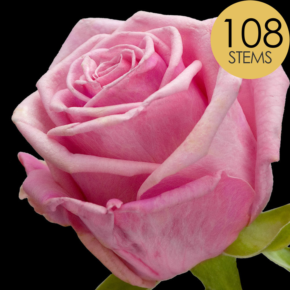 108 Pink Roses