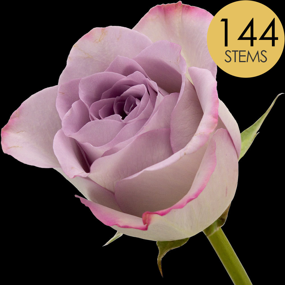 144 Bulk Lilac Roses