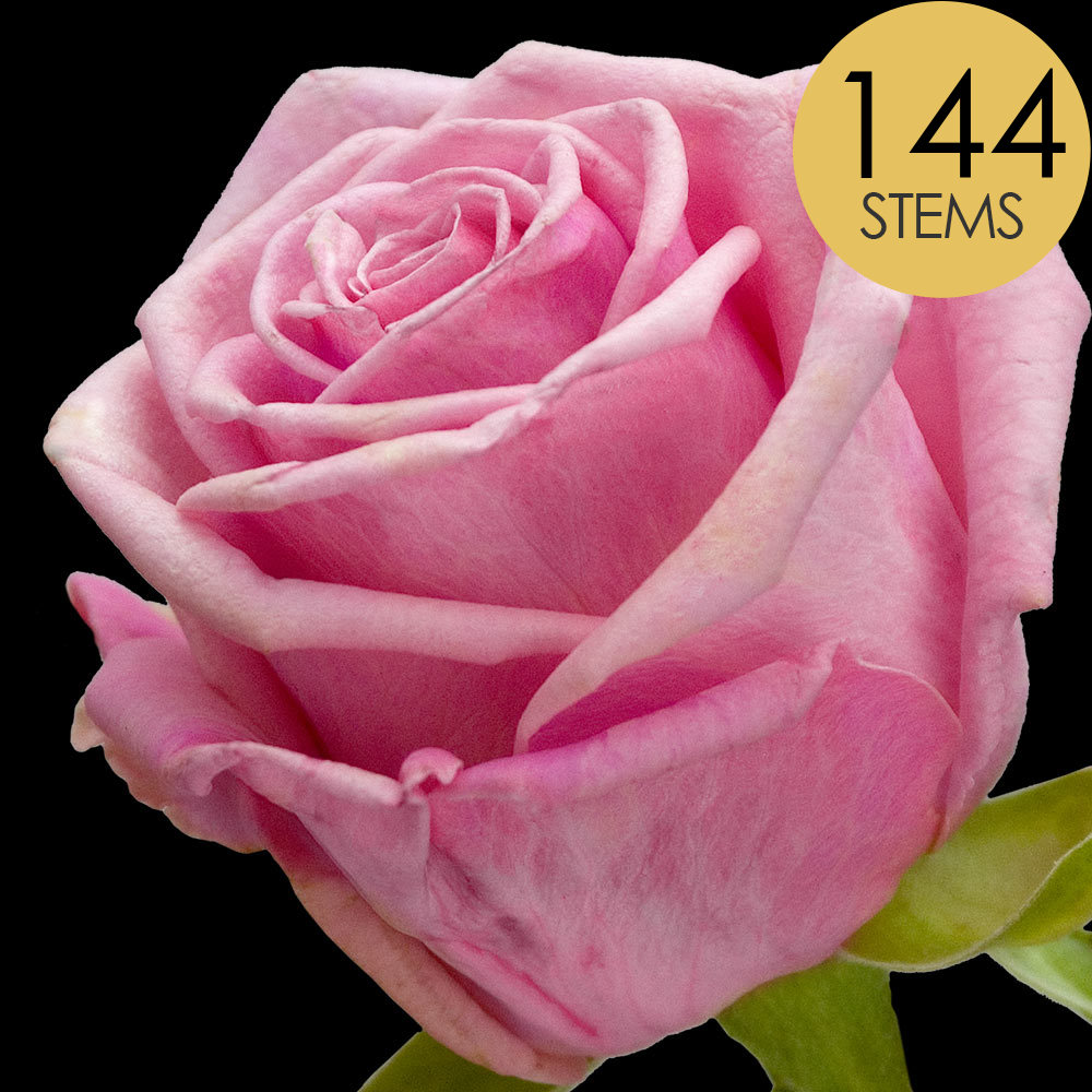 144 Bulk Pink Roses