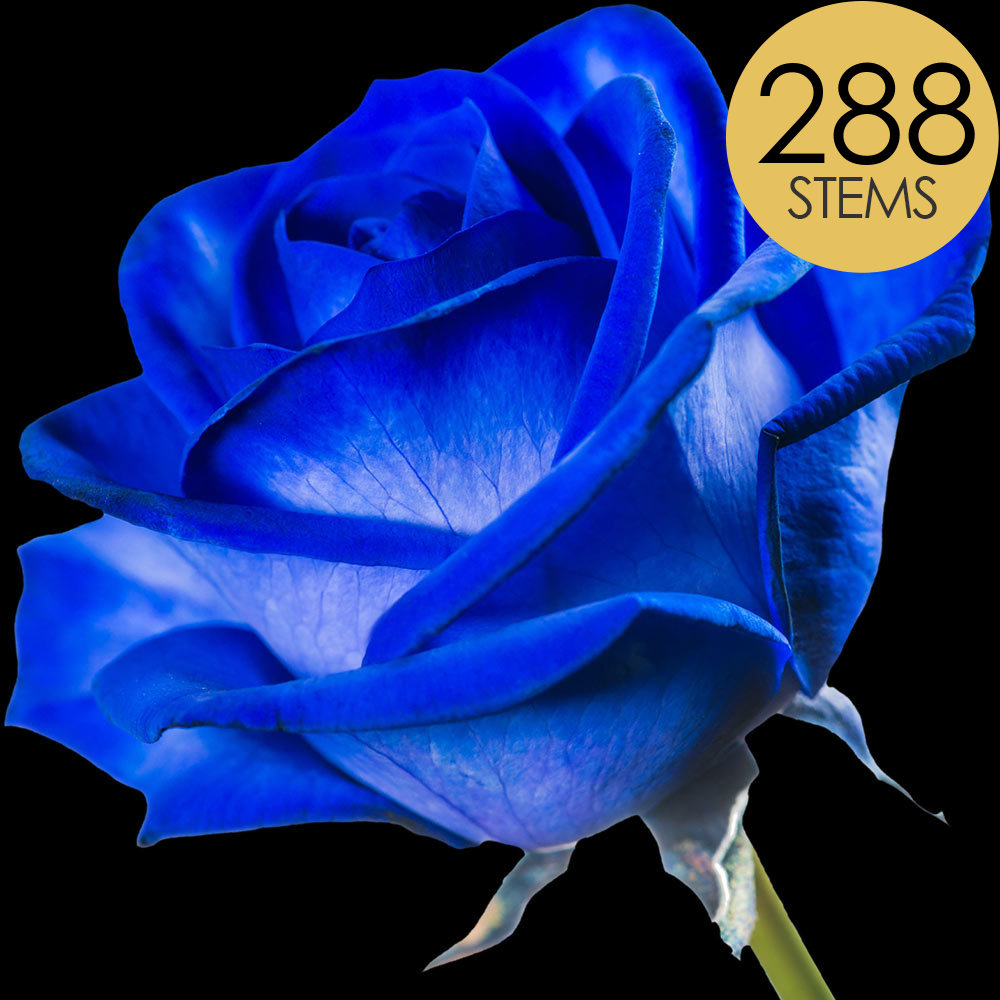288 Wholesale Blue (Dyed) Roses