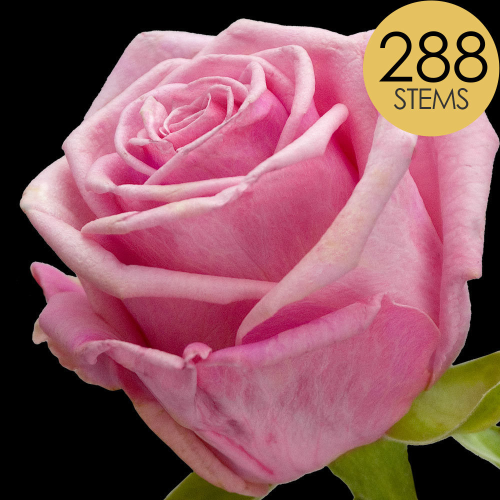 288 Bulk Pink Roses