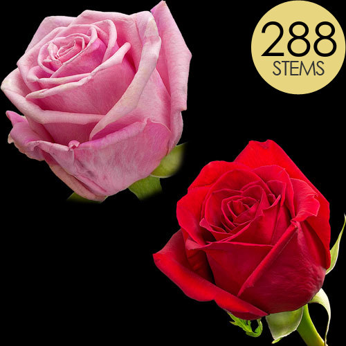 288 Wholesale Red and Pink Roses