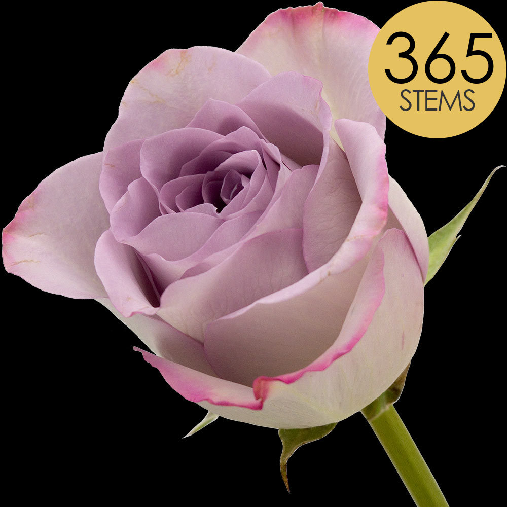 365 Bulk Lilac Roses