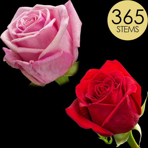 365 Wholesale Red and Pink Roses
