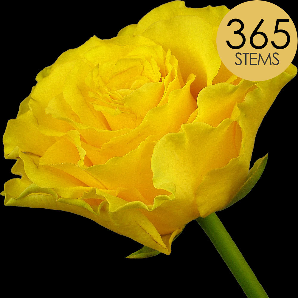 365 Bulk Yellow Roses