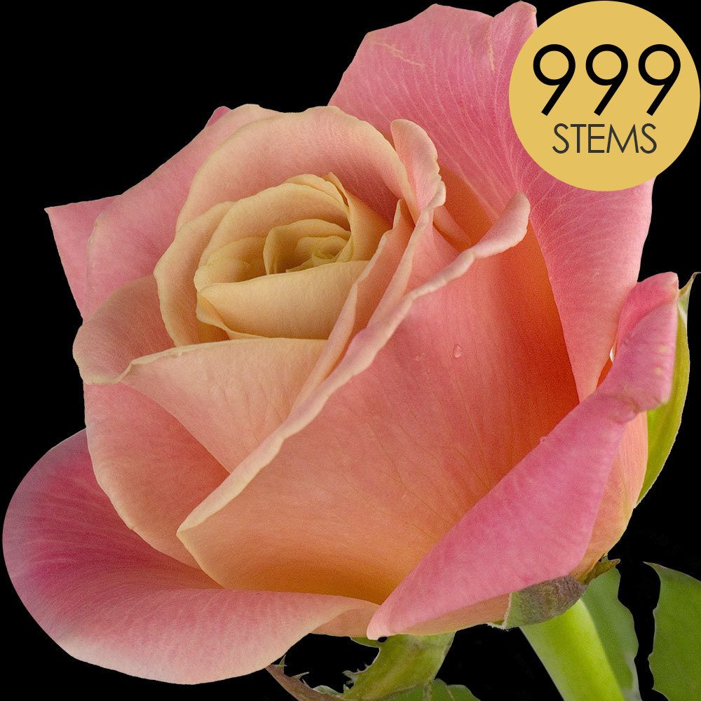 999 Bulk Peach Roses