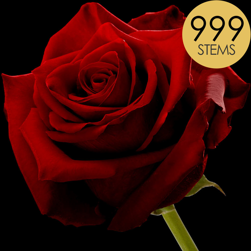 Buy 999 Wholesale Roses interROSE
