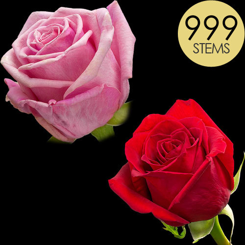 999 Wholesale Red and Pink Roses