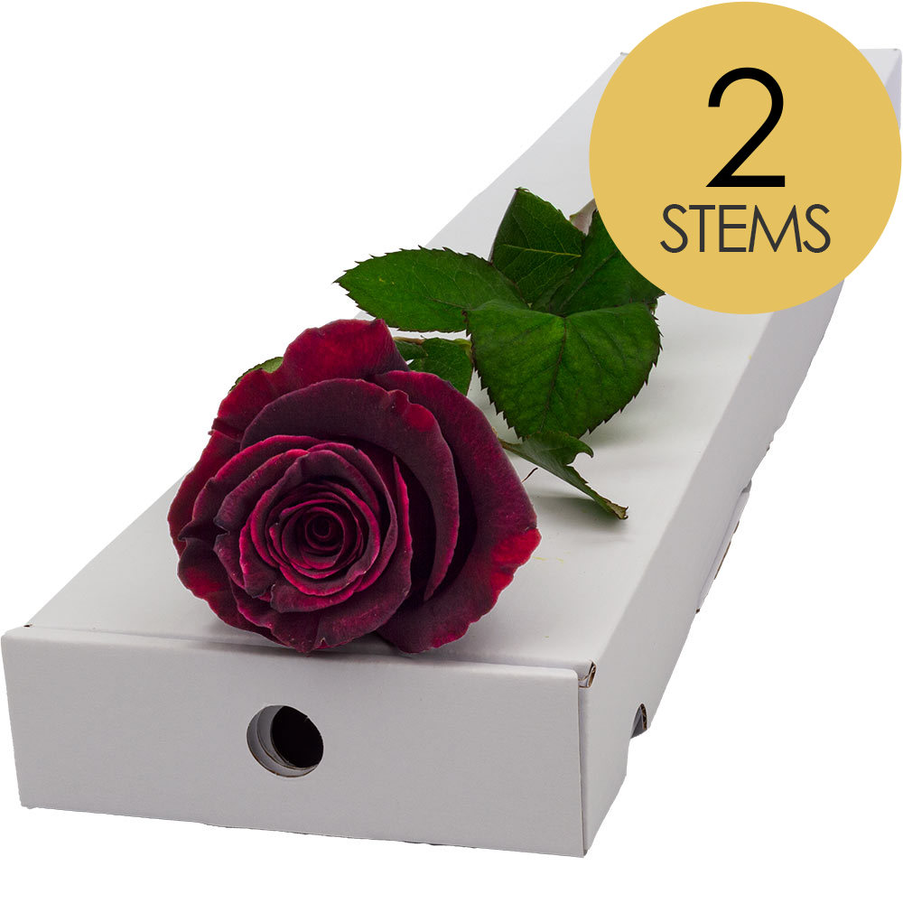 2 Letterbox Black Baccara Roses