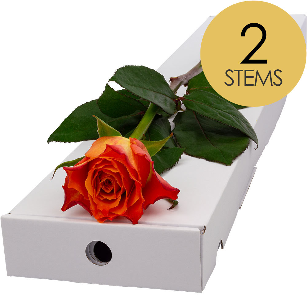 2 Letterbox Orange Roses